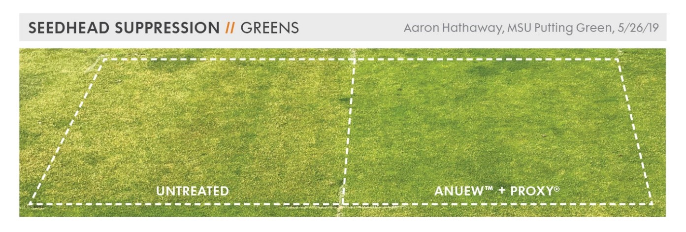 Seedhead suppression on greens
